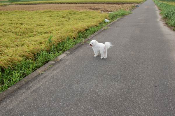 ワンニャン