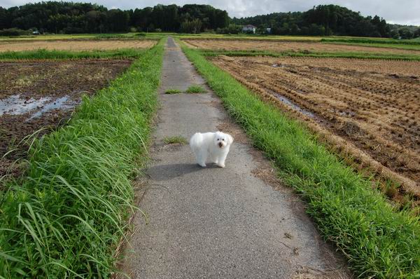 ワンニャン