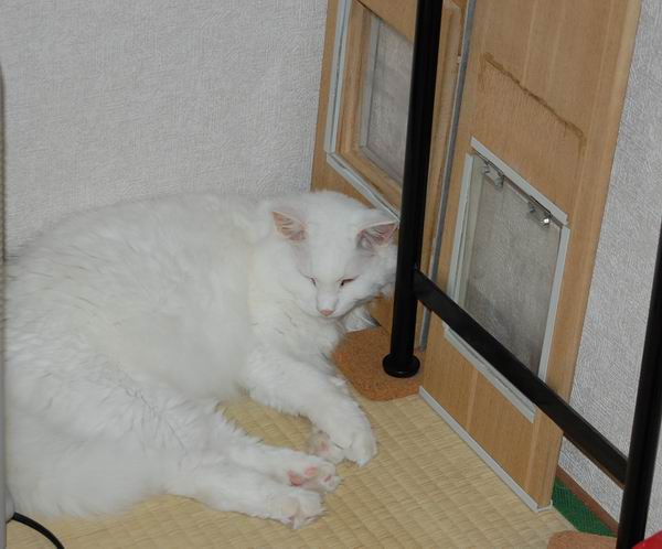 ワンニャン
