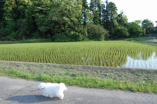 ワンニャン