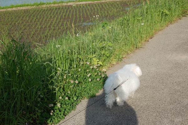 ワンニャン