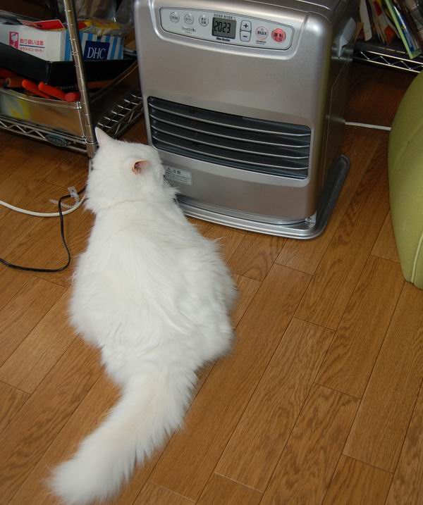 ワンニャン