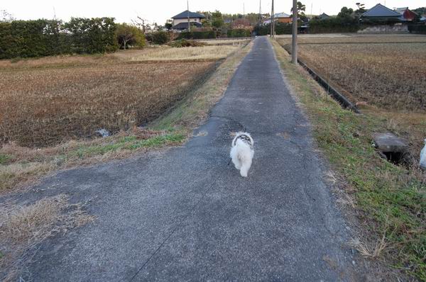 ワンニャン