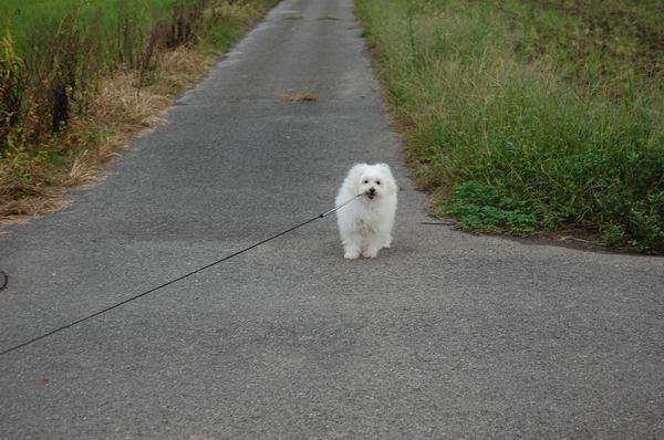 ワンニャン