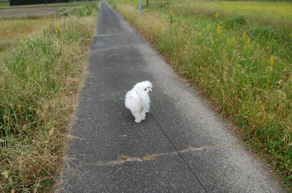 ワンニャン