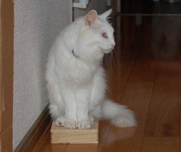 ワンニャン