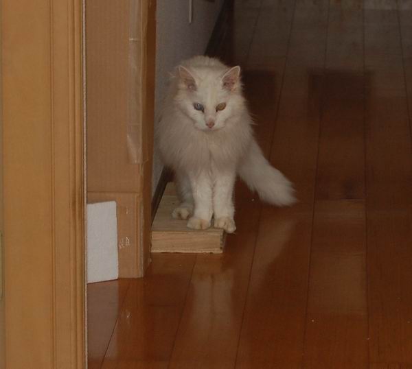 ワンニャン