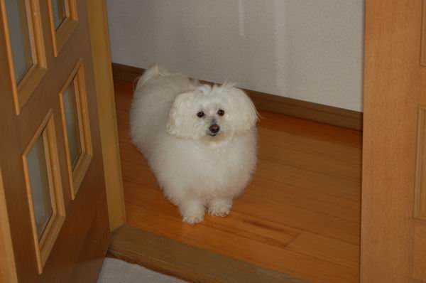ワンニャン
