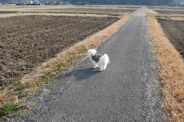 ワンニャン