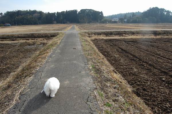 ワンニャン