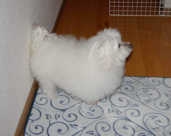 ワンニャン