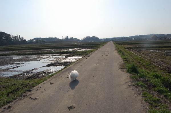 ワンニャン