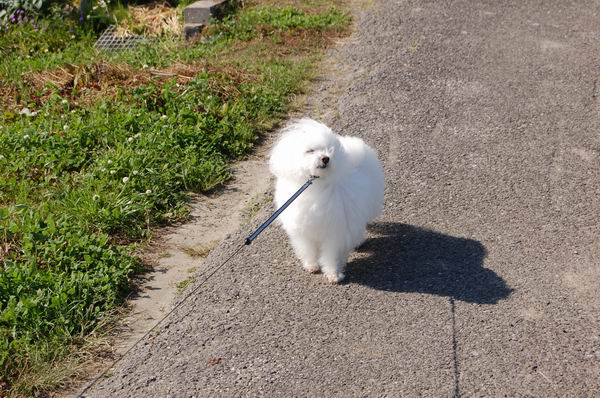 ワンニャン