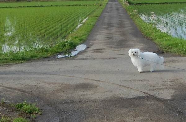 ワンニャン