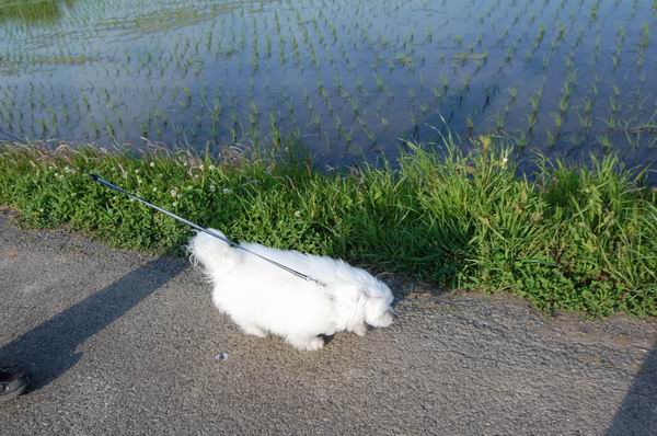 ワンニャン