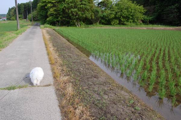 ワンニャン