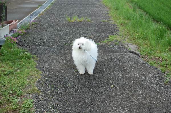 ワンニャン