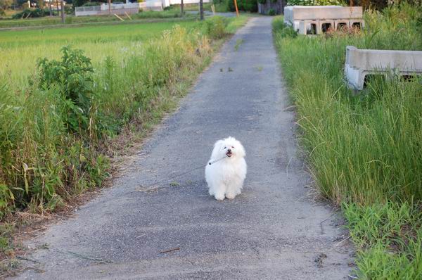 ワンニャン