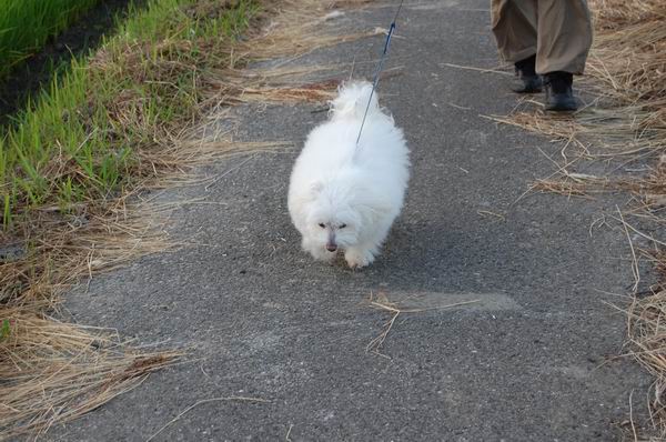 ワンニャン