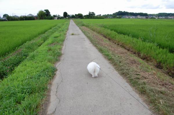 ワンニャン