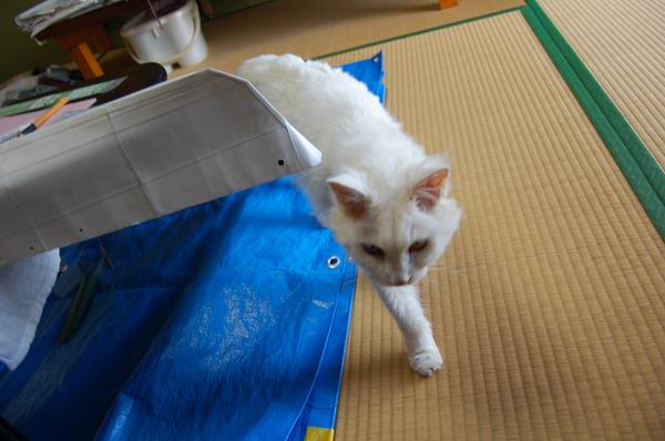 ワンニャン