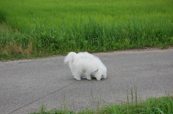 ワンニャン