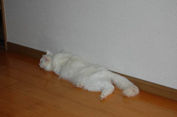 ワンニャン