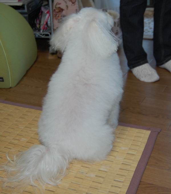 ワンニャン