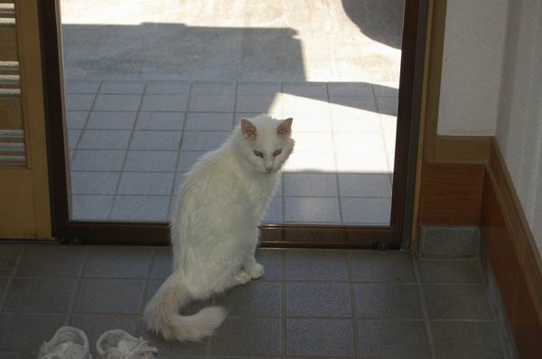 ワンニャン