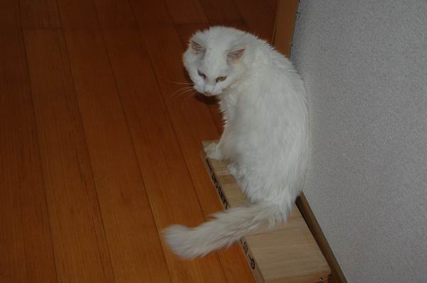 ワンニャン