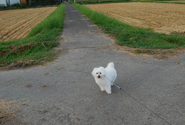ワンニャン