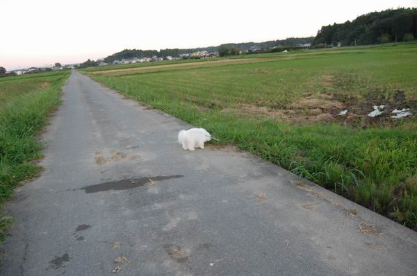 ワンニャン