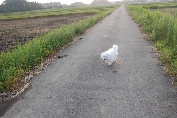 ワンニャン