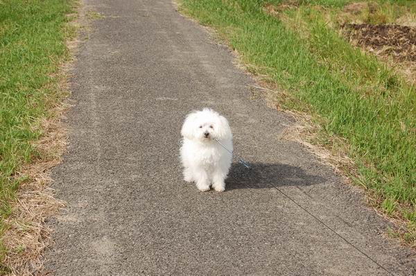 ワンニャン
