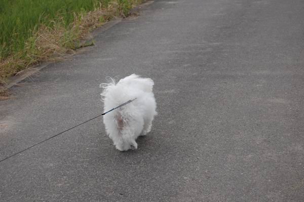 ワンニャン