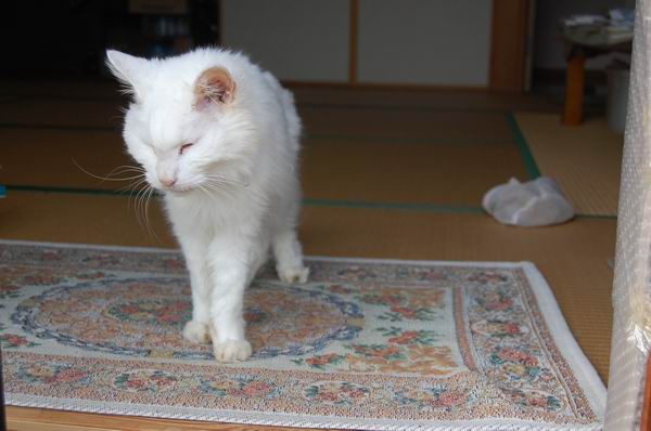 ワンニャン