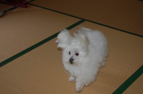 ワンニャン