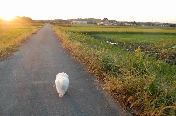 ワンニャン