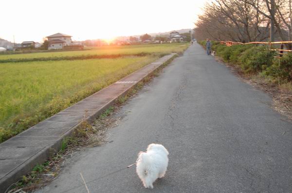 ワンニャン