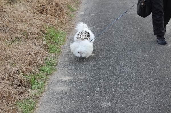 ワンニャン
