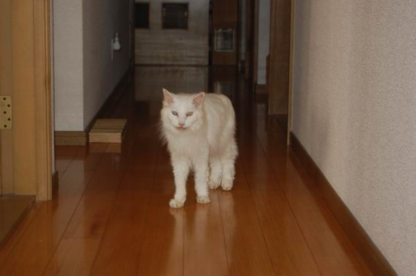 ワンニャン