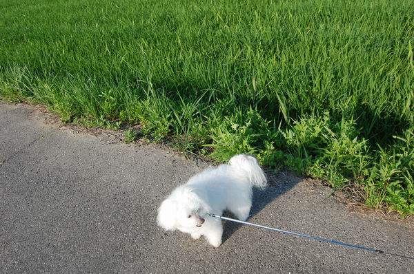 ワンニャン