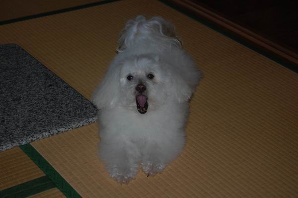 ワンニャン