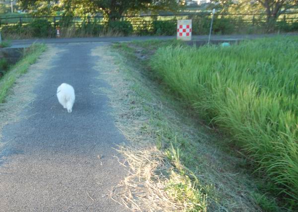 ワンニャン