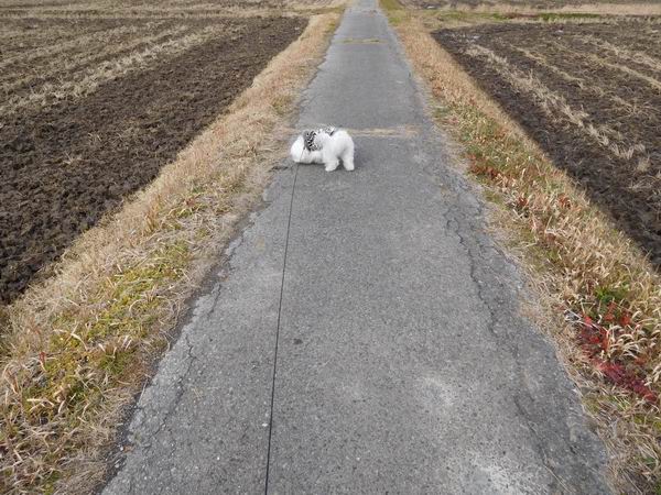 ワンニャン