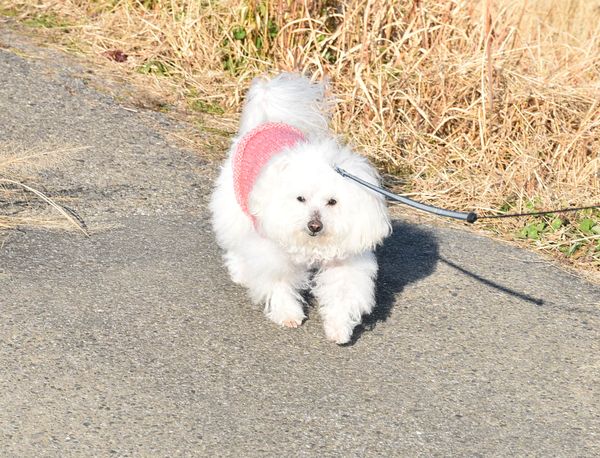 ワンニャン
