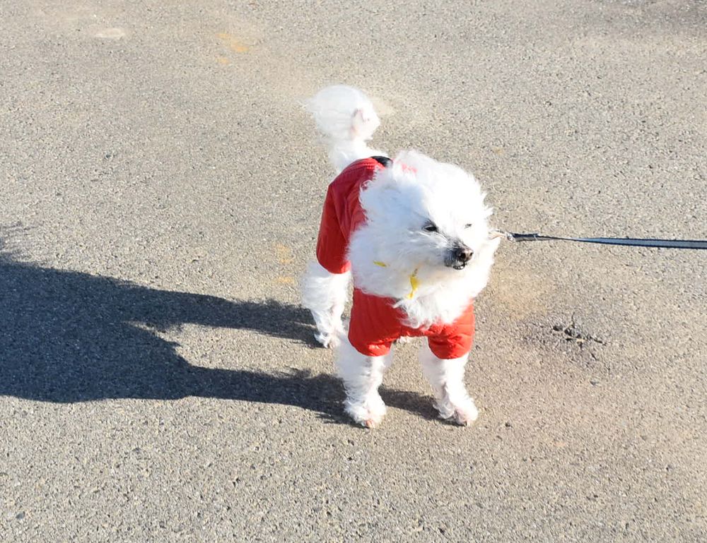 ワンニャン