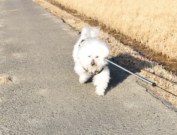 ワンニャン