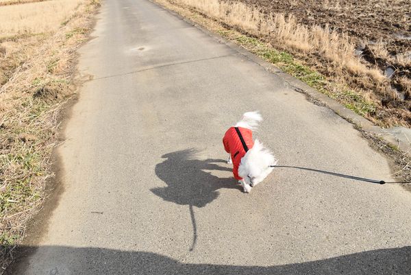 ワンニャン