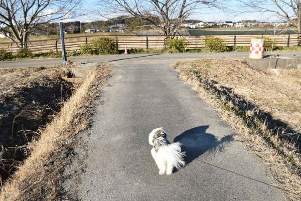 ワンニャン
